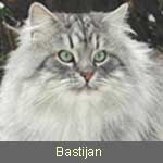 inzw. Eu.Ch. Bastijan von der Taimyr, black-silver-tabby, Besitzer: Fam. Fischer