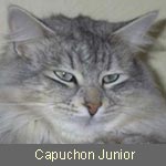 Ch. Capuchon Junior du Palais d´Hiver, black-silver-tabby, Besitzer: Fam. Baumgarten