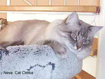 Vater unseres B bis E-Wurfes: Int. Ch. Neva Cat Cimba, blue-tabby-point, männlich, Neva, neue Besitzer: Fam. Berger, Frankfurt