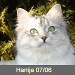 Delicious Cat Hanja, black-silver-torbie-white