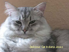 Delicious Cat Indiana Jones