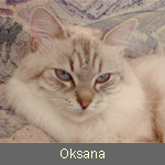 Oksana Nastianowna iz Taiga sibir, seal-silver-tabby-point, Fam. Müller/Pailliart